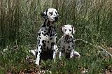 DALMATIEN 306